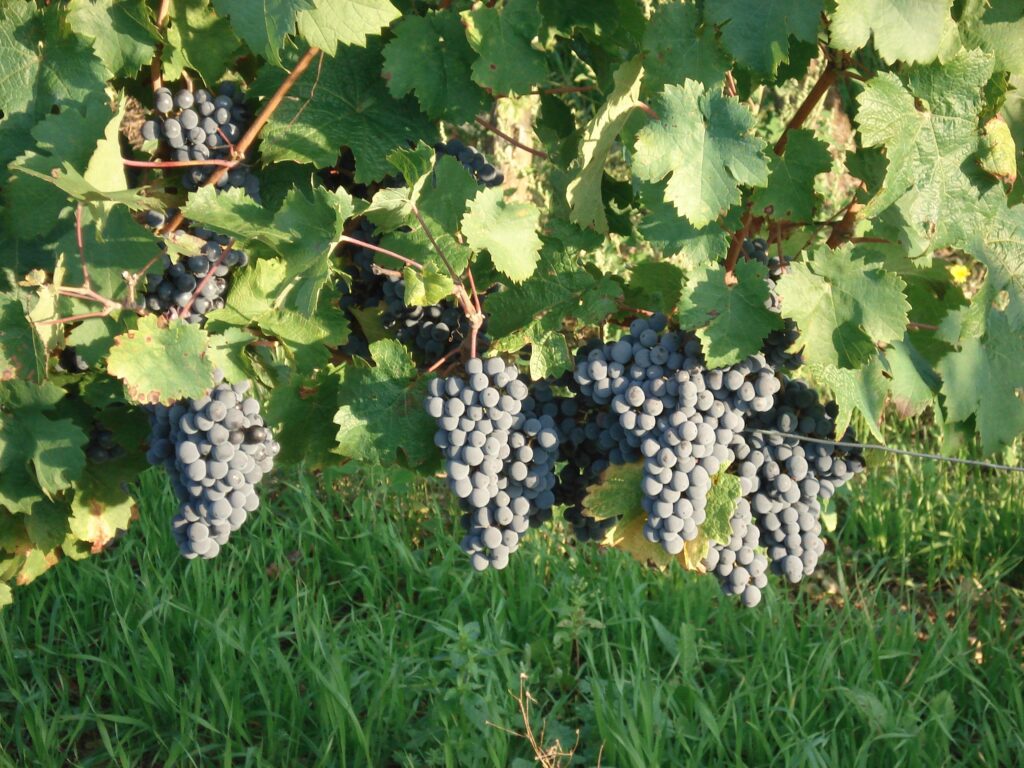 Collection RAISINS CABERNET